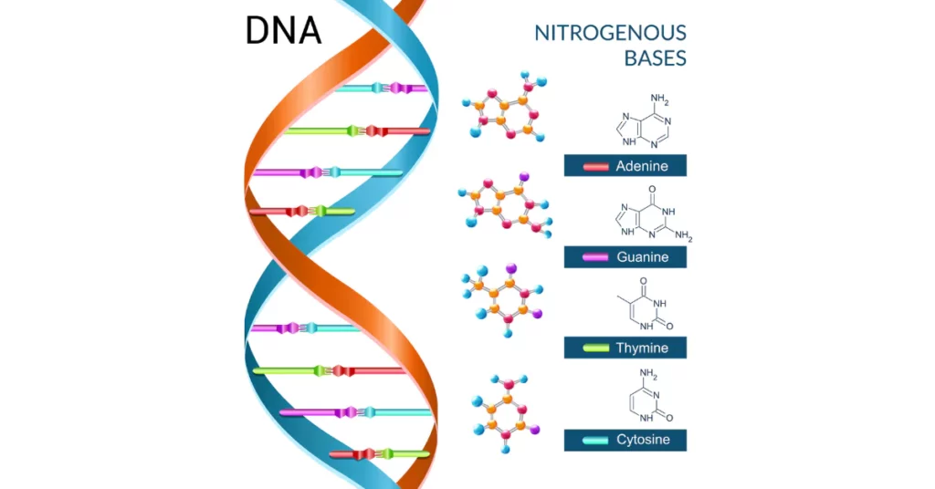 dna composition