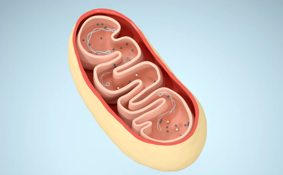 mitochondria-dna