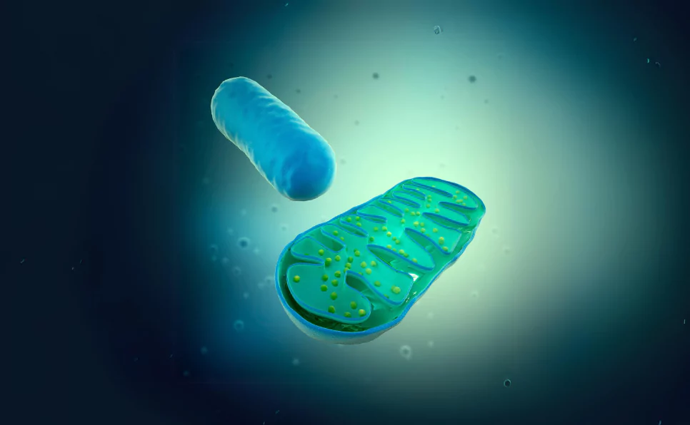 mitochondria-replacement-therapy